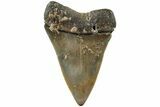 Fossil Broad-Toothed Mako Shark Tooth - North Carolina #235189-1